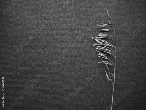 background texture is gray with a blade of grass. keyboard layout. there is a place for the inscription and logo. two colors