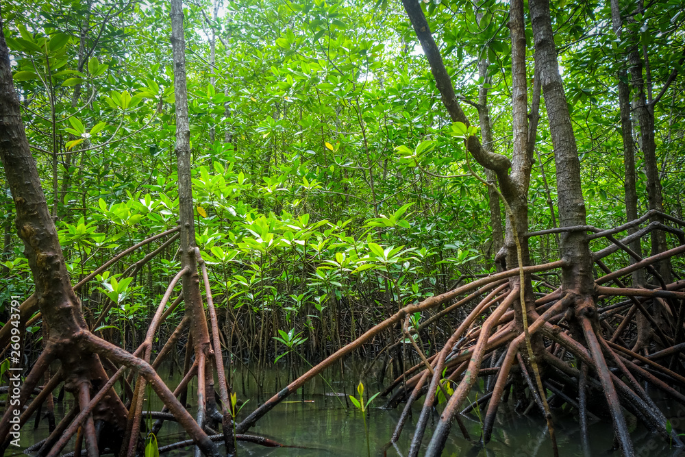 Mangrove in Phang Nga Bay, Thailand Mangrove in Phang Nga Bay, Thailand