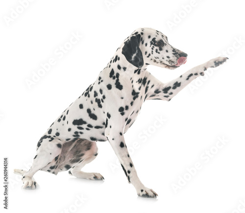 dalmatian in studio