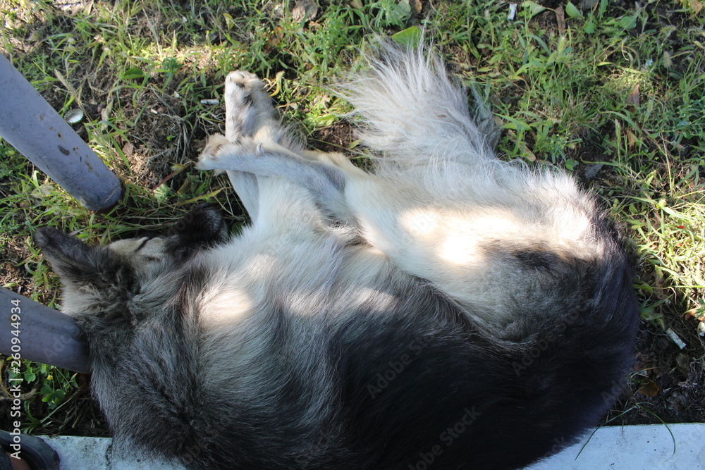 Stray dog sleeping on the grass close-up. Stray dog sleeping on the grass close-up.