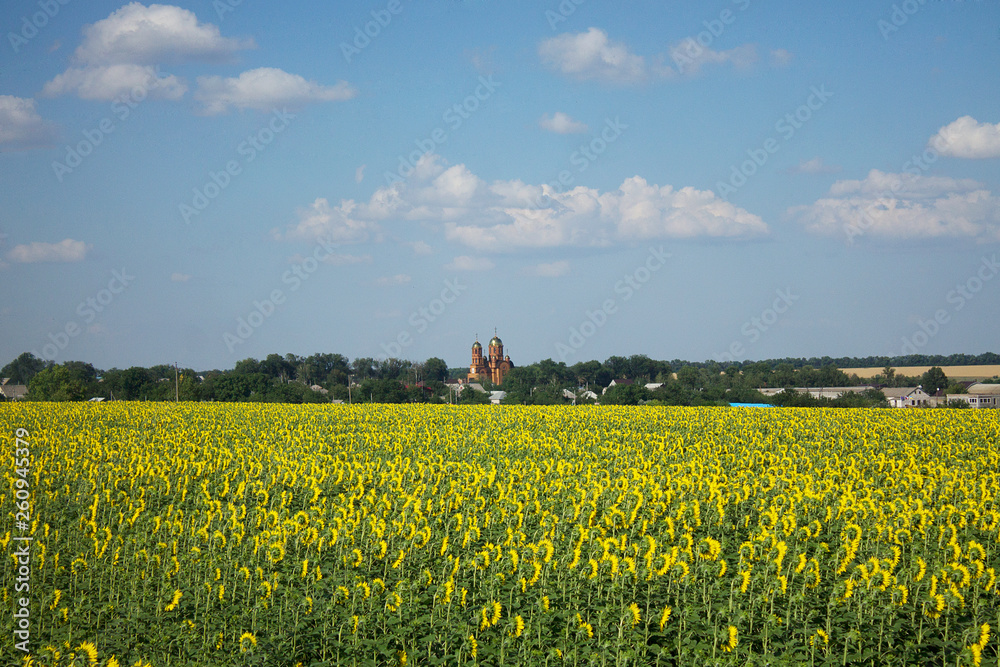 Field of sunflowers. Dnipro. Ukraine