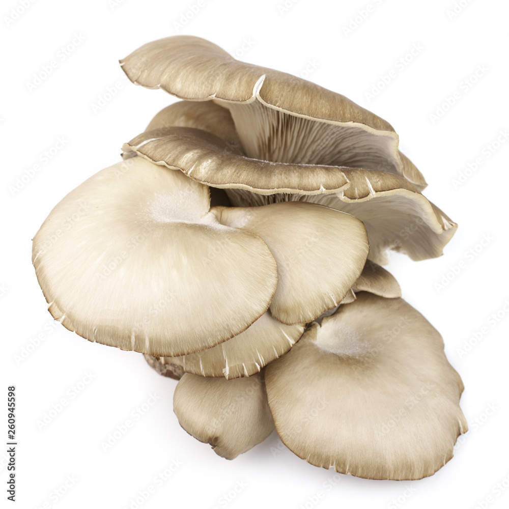 Oyster mushrooms on white