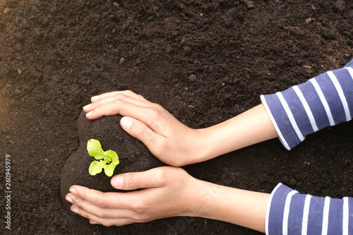 Fotografie Close up and high angle shot of kid growing one green lettuce seedling in heart shape soil in the garden