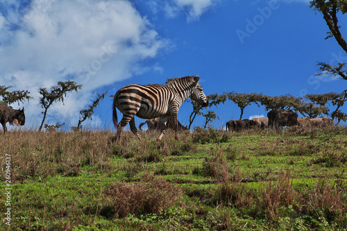 Fototapeta Naklejka Na Ścianę i Meble -  Safari, Tanzania, Kenya
