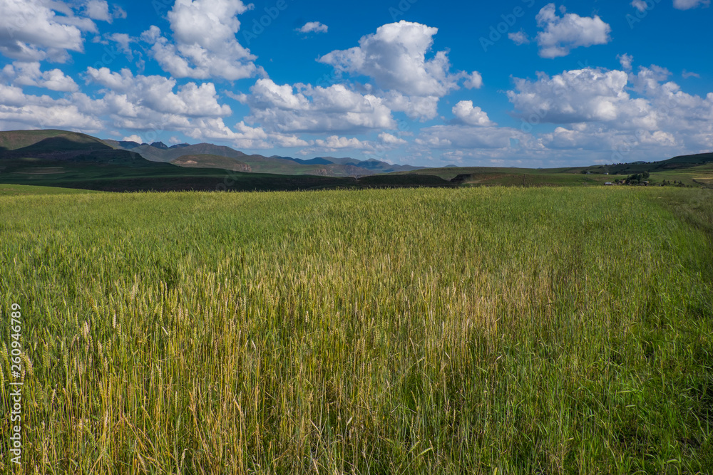 Landscape photo of wheat plantations in the mountains in Semonkong, Lesotho, Southern Africa