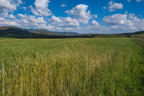 Landscape photo of wheat plantations in the mountains in Semonkong  Lesotho  Southern Africa
