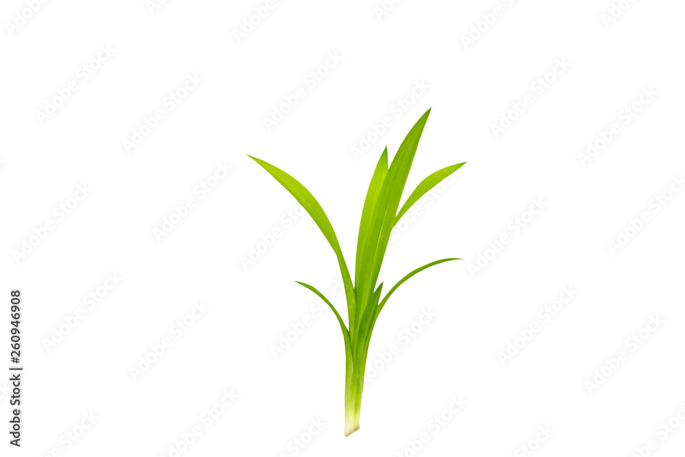 Close up green leaf of Pandanus Palm, Fragrant Pandan, Pandom wangi isolated on white background.Saved with clipping path. Close up green leaf of Pandanus Palm, Fragrant Pandan, Pandom wangi isolated on white background.Saved with clipping path.