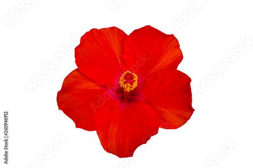 Close up red Hibiscus flowers isolated on white background.Saved with clipping path.