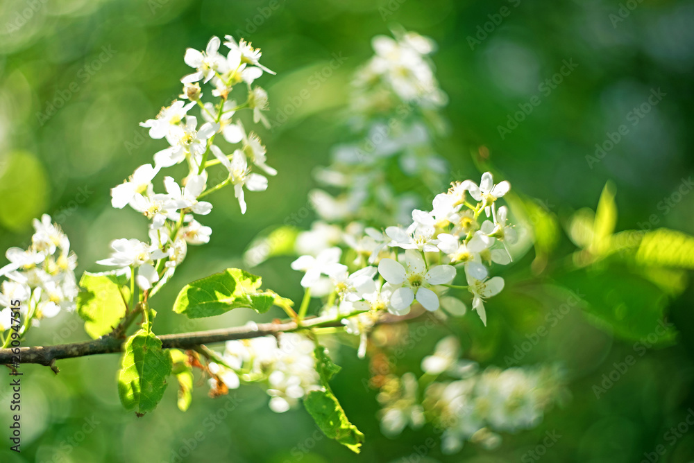 Blossoming bird cherry. Flowers bird cherry tree. Blossoming bird cherry. Flowers bird cherry tree.