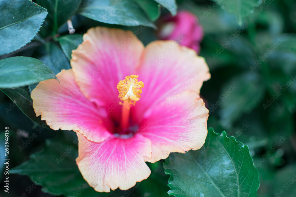 Beautiful Flower in Hong Kong Flower Show 2019 (Hibiscus rosa-sinensis L.) Beautiful Flower in Hong Kong Flower Show 2019 (Hibiscus rosa-sinensis L.)