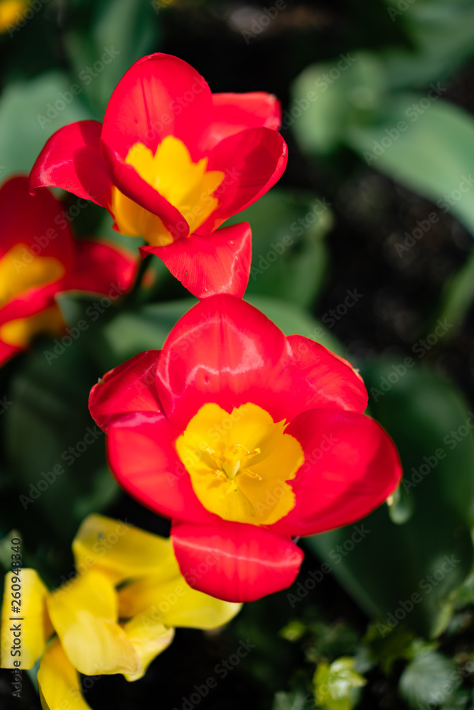 Fototapeta premium Spring Flowers 3.