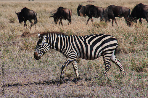 Serengeti, Safari, Tanzania, Kenya