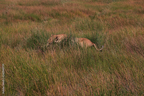 Fototapeta Naklejka Na Ścianę i Meble -  Serengeti, Safari, Tanzania, Kenya