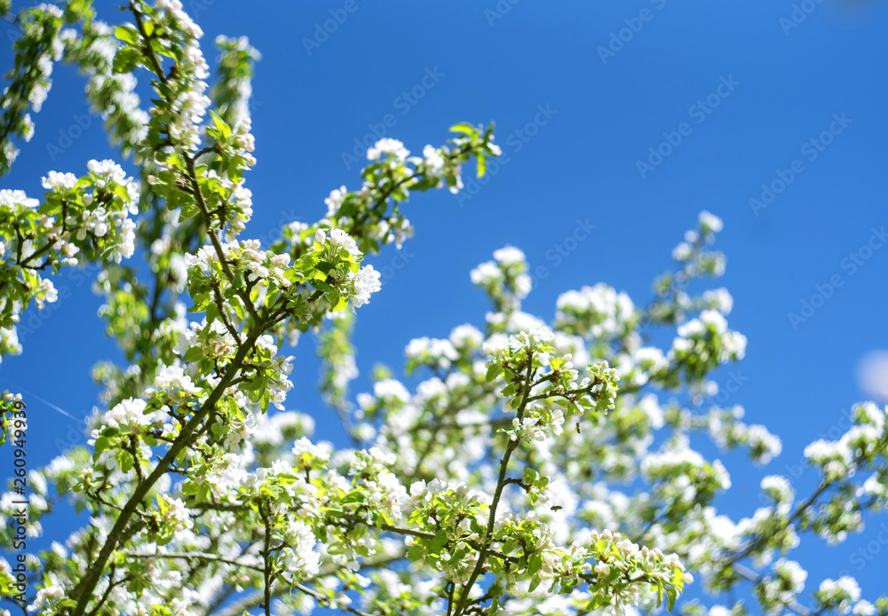 Flowers of the cherry blossoms on a spring day Flowers of the cherry blossoms on a spring day