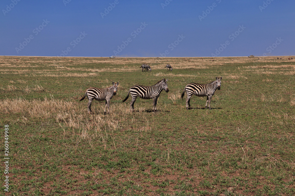 Naklejka premium Serengeti, Safari, Tanzania, Kenya