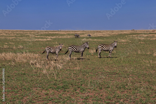 Serengeti  Safari  Tanzania  Kenya