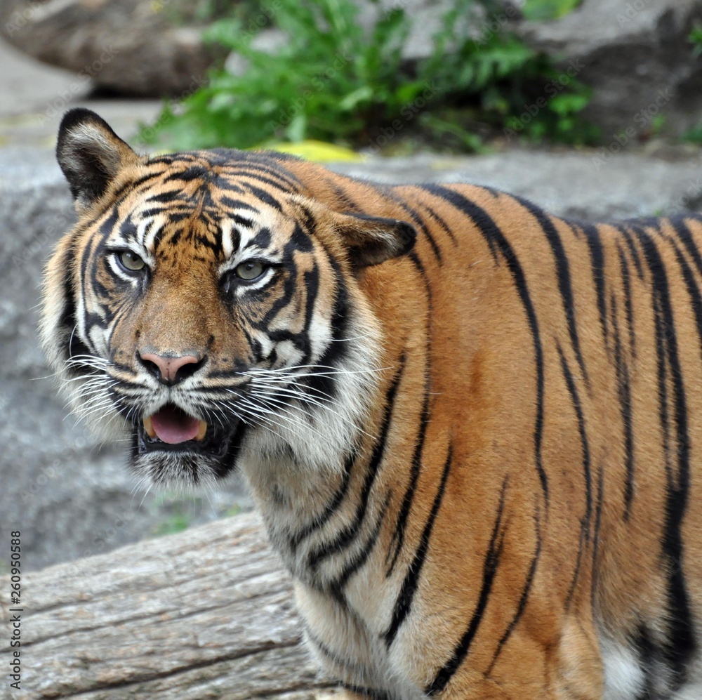 Tiger Tiger