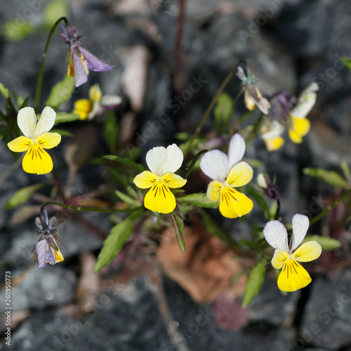Yellow form of Viola tricolor, known as Johnny Jump up, heartsease, heart's ease, heart's delight and many other names photo