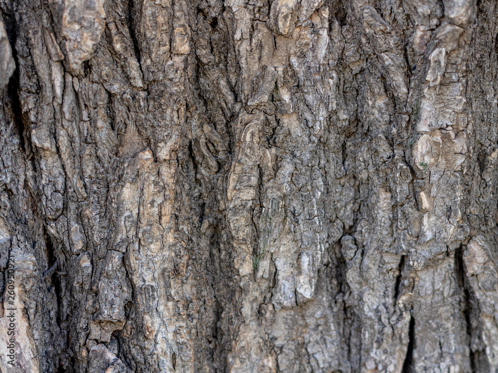 The texture of the tree bark. Natural background gray protection symbol The texture of the tree bark. Natural background gray protection symbol