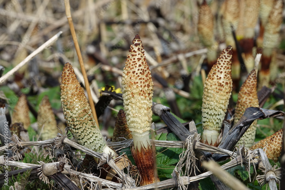Giant horsetail shoots (Equisetum telmateia) Giant horsetail shoots (Equisetum telmateia)