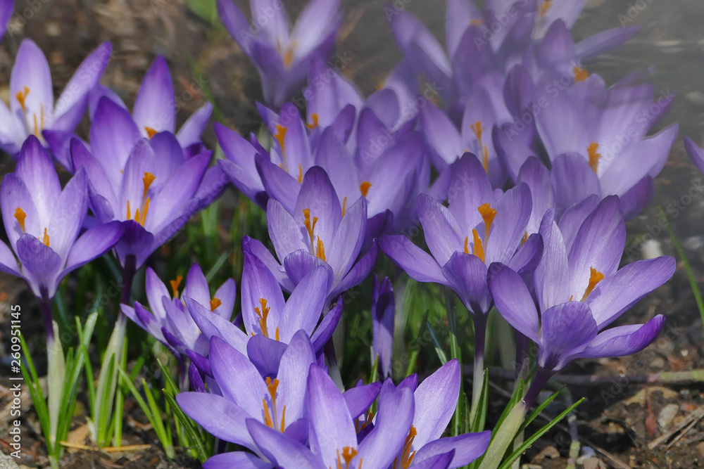 Purple spring flowers carper, Crocus (Crocoideae)