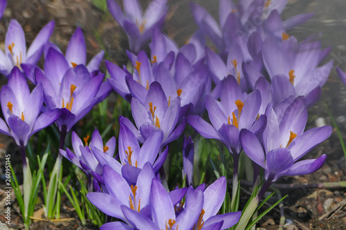 Obraz na płótnie Purple spring flowers carper, Crocus (Crocoideae) w salonie
