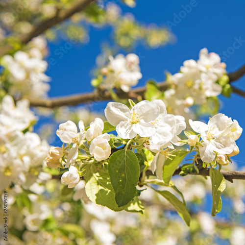 Flowers of the apple blossoms on spring day