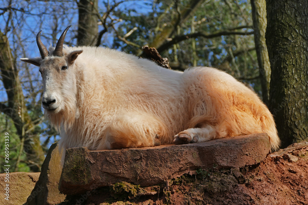 Rocky mountain goat (Oreamnos americanus) North America Rocky mountain goat (Oreamnos americanus) North America