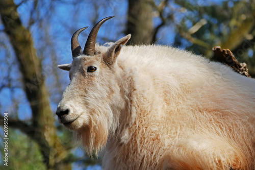 Rocky mountain goat male closeup view, North America