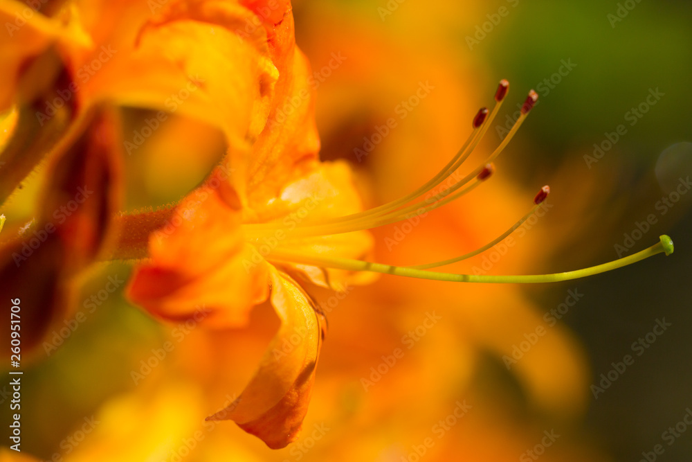 detailed macro of yellow rhododendron blossom detailed macro of yellow rhododendron blossom