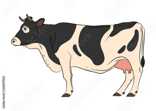 Cow isolated on white background. Vector.