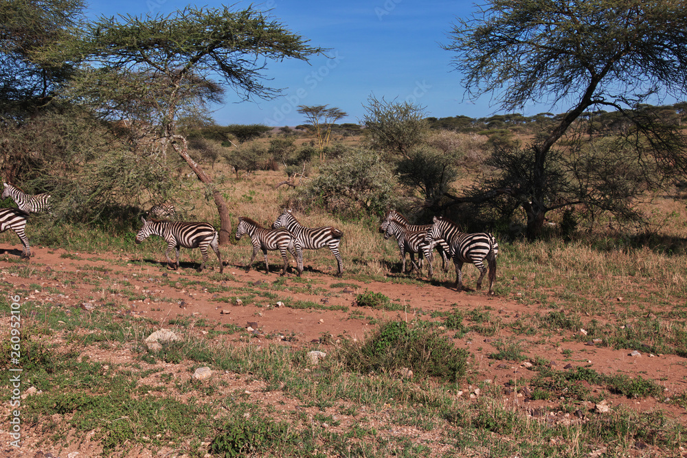 Serengeti, Safari, Tanzania, Kenya