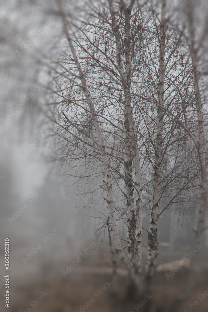trees in the morning mist