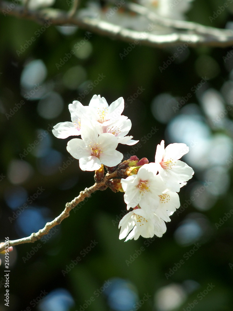 Obraz premium 梢に咲く桜