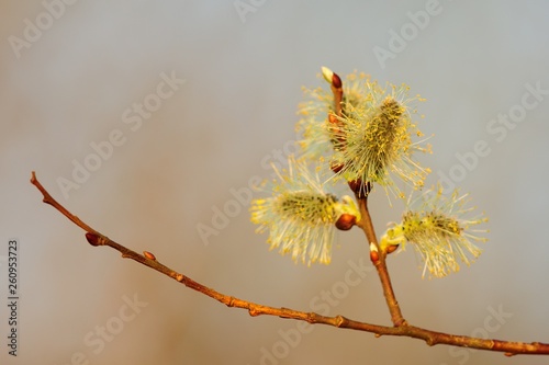 Willow catkins at sunset. Isolated on light background