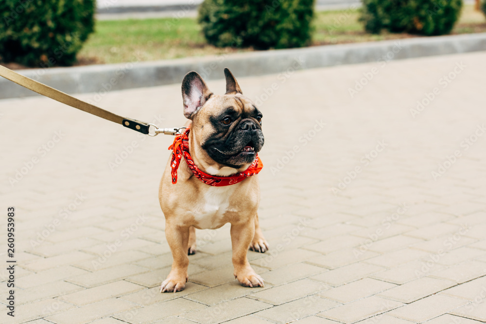 cute and leashed purebred french bulldog in red scarf on street