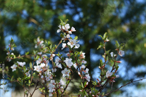 Blooming Nanking cherry (Prunus tomentosa) in spring garden. White flowers on twigs.