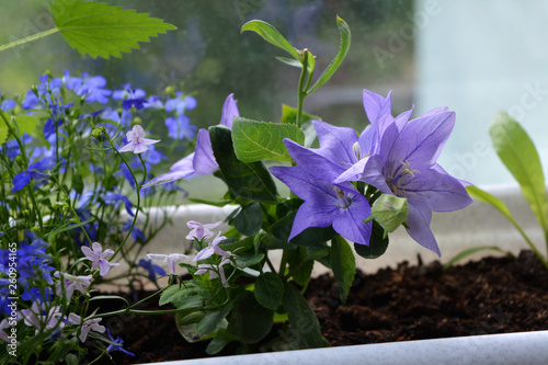 Blooming Platycodon grandiflorus and lobelia grow in container in small garden on the balcony. Beautiful violet and blue flowers.