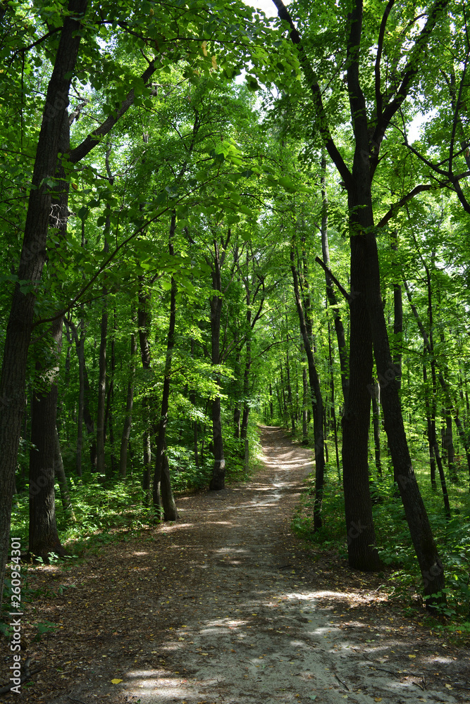 Fototapeta premium Magic path through lush green forest.