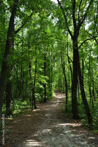 Magic path through lush green forest.