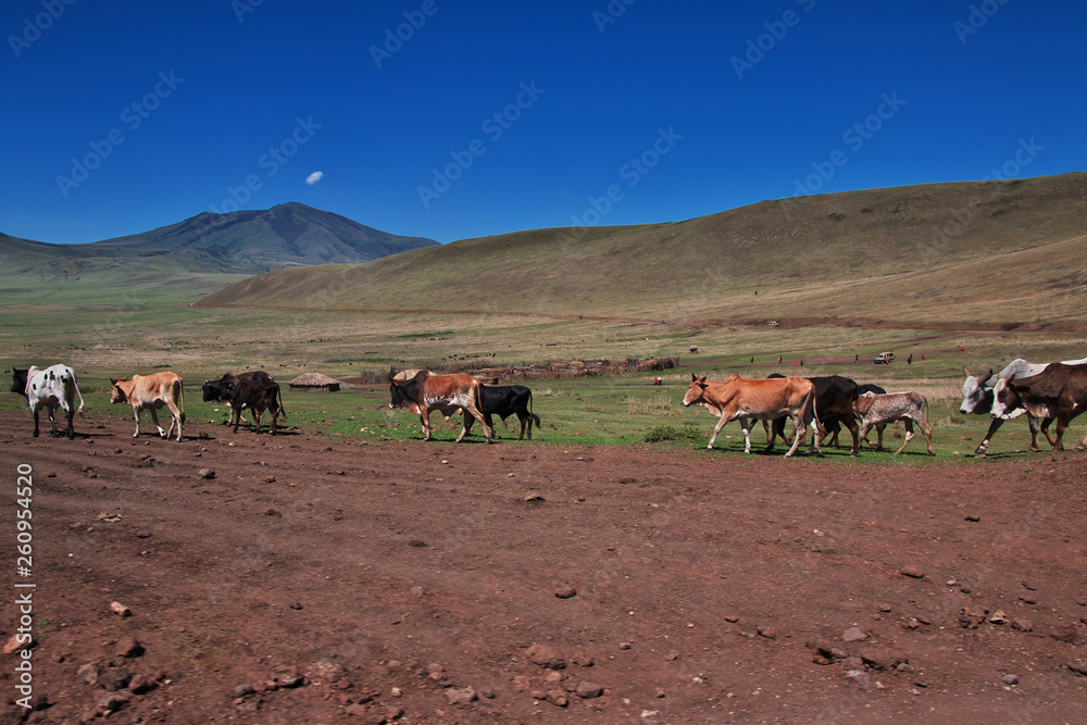 Ngorongoro, Safari, Tanzania