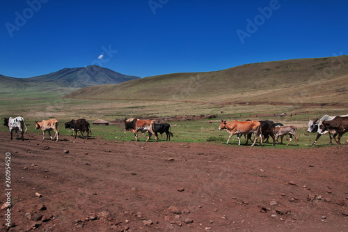 Ngorongoro  Safari  Tanzania