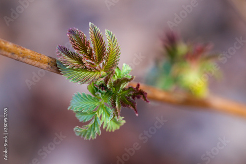 Small leaf on branch in springtime