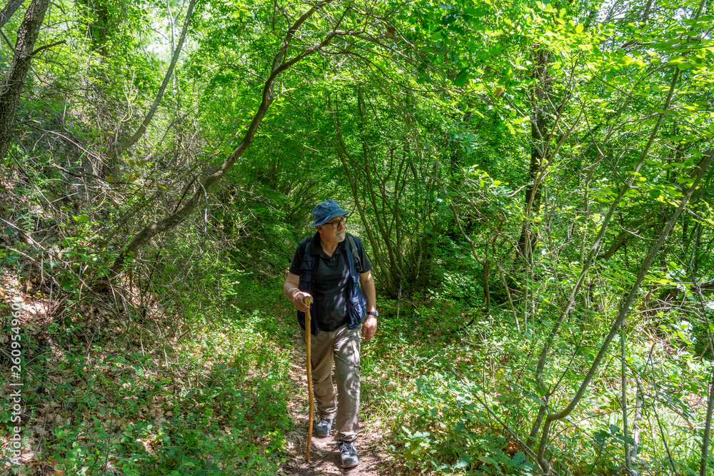 Lonely senior hiker walking on path through the woods. Wild trekking