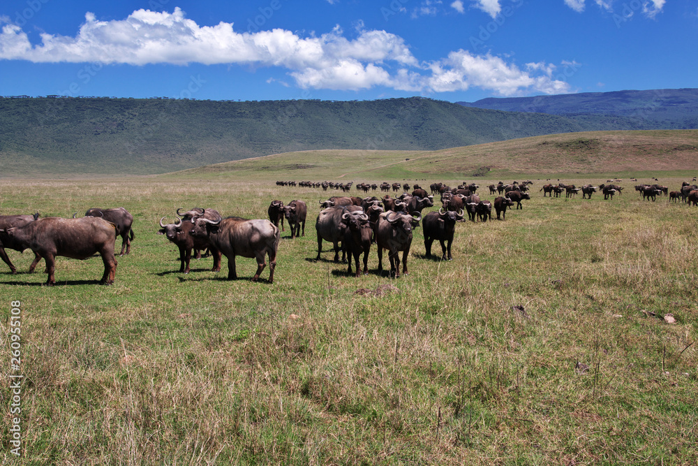 Ngorongoro, Safari, Tanzania Ngorongoro, Safari, Tanzania