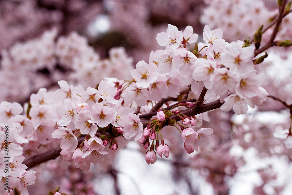 A Sakura branches close up. Spring background A Sakura branches close up. Spring background