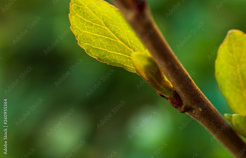 Fresh leaf of young poplar