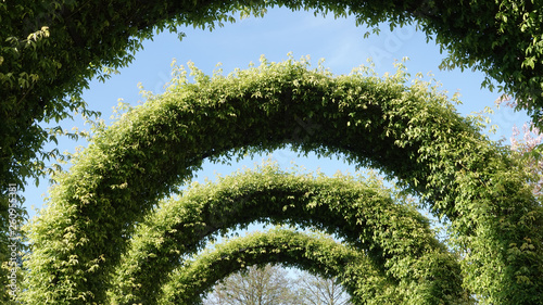 Green arches made of plant beautiful natural decoration of gardens and parks