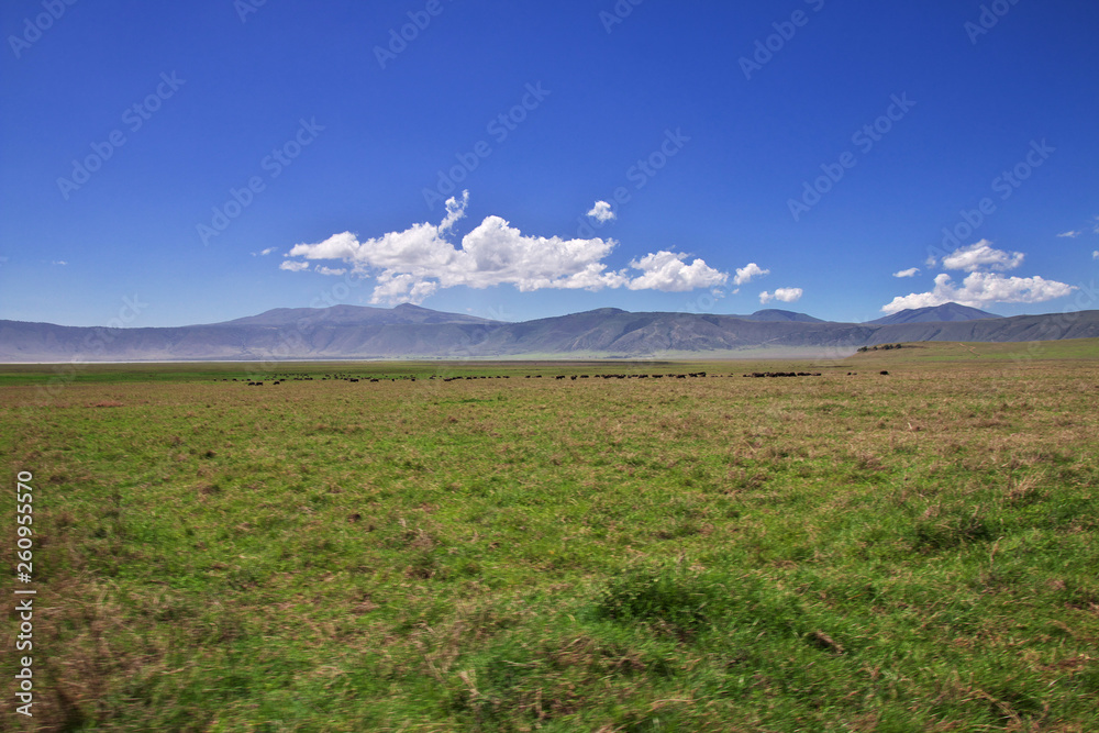 Obraz premium Ngorongoro, Safari, Tanzania