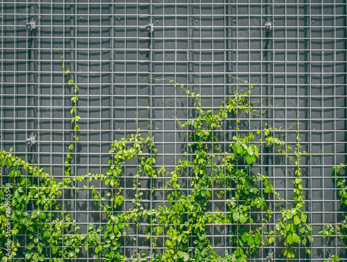 Fresh Green Climbing Ivy on Wire Mesh Against Gray Wall